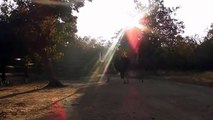 Gertjie the orphaned rhino chasing ostriches in the morning sunlight