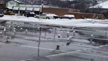 Gulls