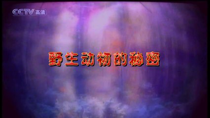 野生动物的秘密（一）第12集 翻车鲀-两个世界里的生活 1/2 CCTV高清720P