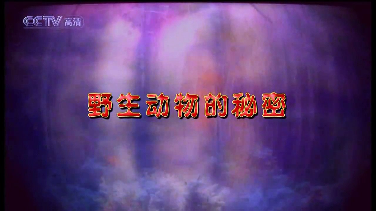 野生动物的秘密（一）第12集 翻车鲀-两个世界里的生活 1/2 CCTV高清720P