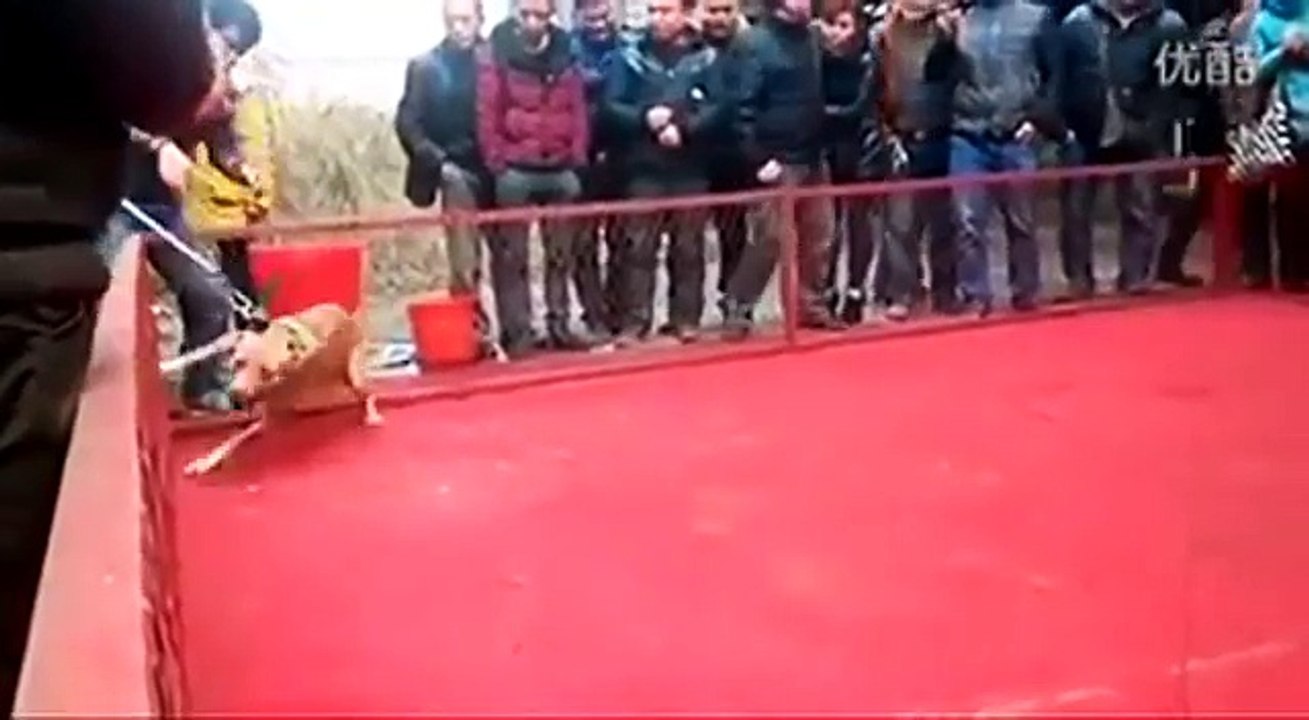 pit bull attack owner in China, the nanny dog did a good job