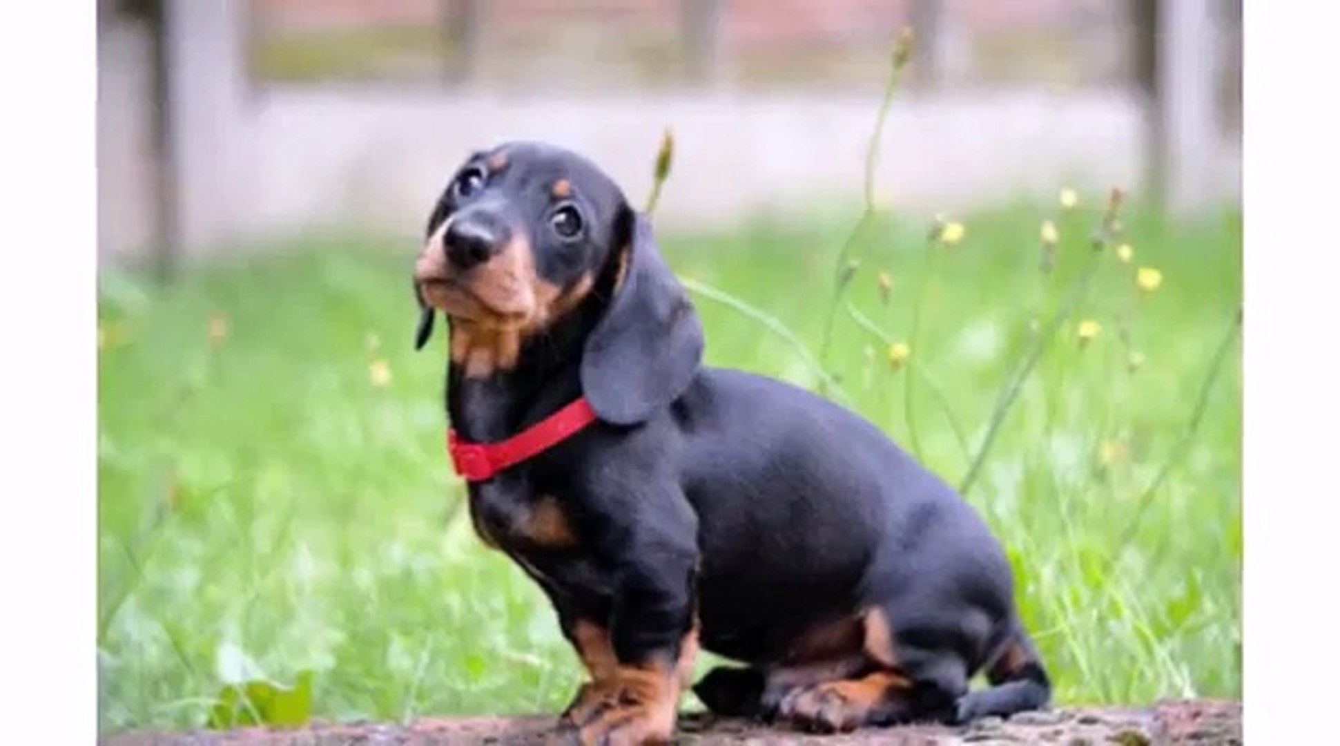 Funny best sale dachshund videos