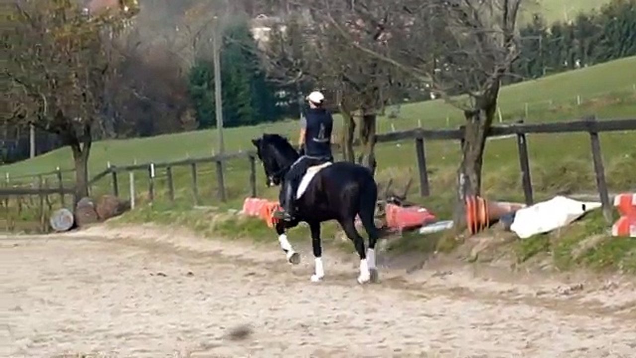 SAMIRA, jument 7 ans par sandro hit, séance de travail