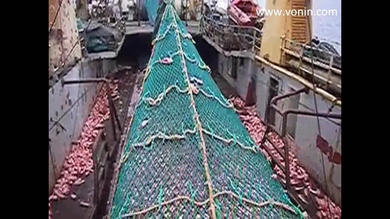 m/v Ran - Full codend of Red Fish