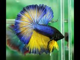 Halfmoon Betta Fish