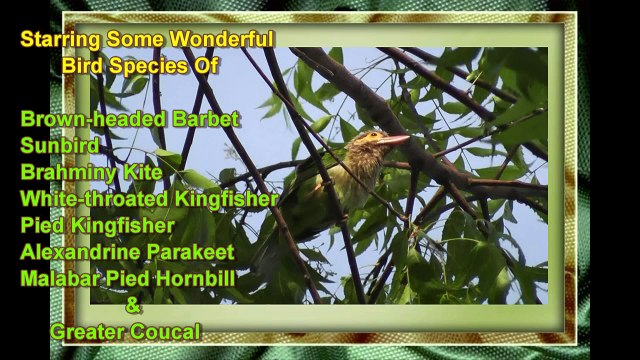Pied Kingfisher, Brahminy Kite,White-brested Kingfisher,Brown-headed Barbet,Greater Coucal