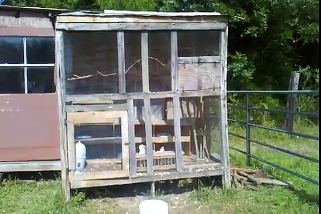 Sea Lavender Farm - White King pigeons