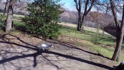 Gretchen the Jack Russell mix | Fort Worth dog training | Redeeming dogs training