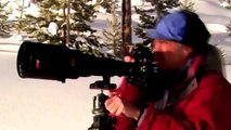 National Geographic Wild 2015 - Wolves Yellowstone Attacks | Animal Attack Willdife Documentary