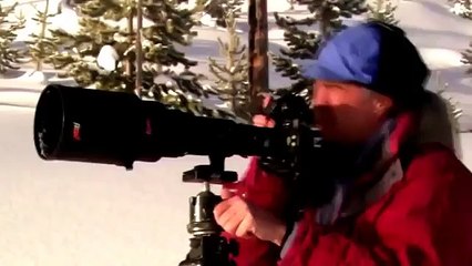 National Geographic Wild 2015 - Wolves Yellowstone Attacks | Animal Attack Willdife Documentary