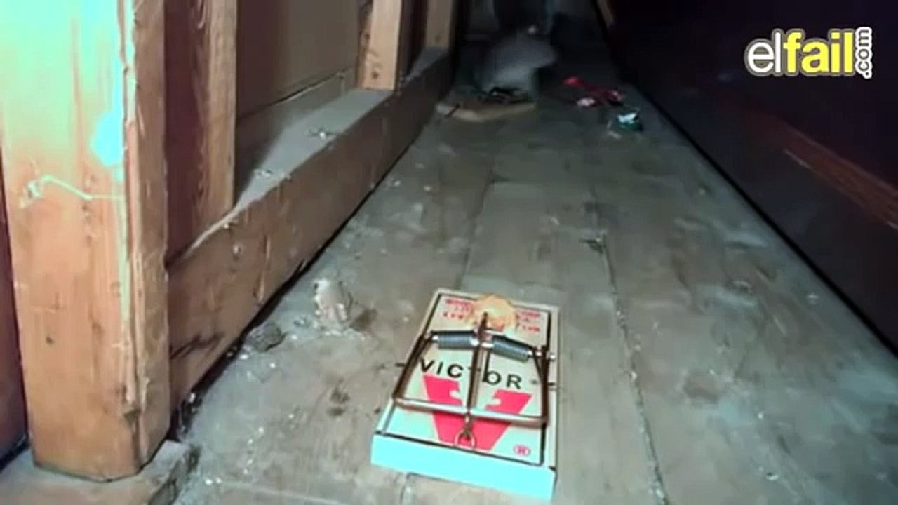 TRAMPA PARA RATAS, CAE ARDILLA