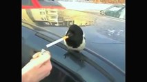 TOP Funny Animals Compilation - Funny Cats and Birds
