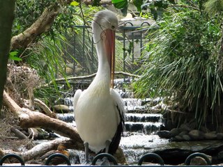 Taronga Zoo Sydney, Australia