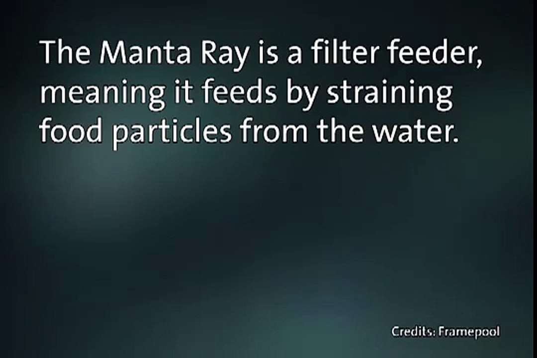 Manta Ray Says 'Ahhh'