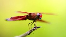 Dragonfly VS Prey!