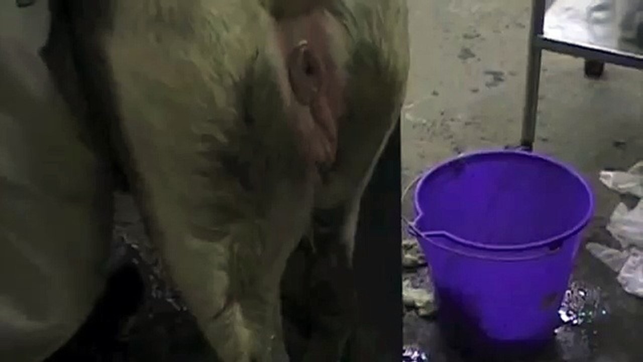 uterine pus