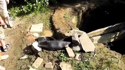 Landwirtschaft in Indien