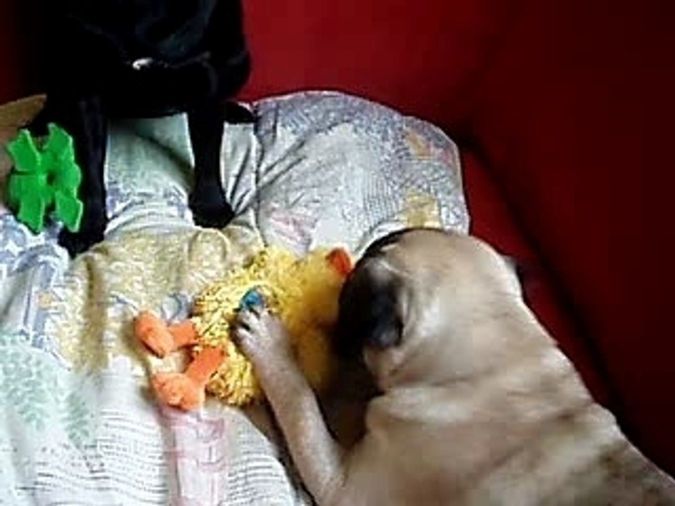 Le poussin