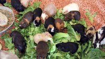 Cute Guinea Pigs