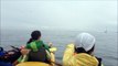 Kayaking with Orcas - San Juan Island