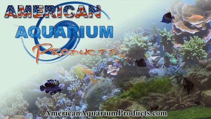 [HD] Complete Convict Cichlid Care Guide!