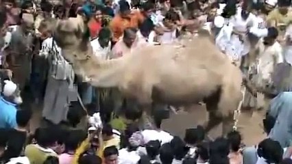 Camel in Dangerous Mood before Qurbani in India - Many People Injured