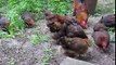 Most Beautiful Backyard Chickens in the World