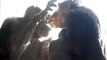 Chimpanzees Grooming at Chimpanzee Sanctuary Northwest: An intimate moment between best friends