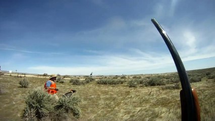 Gundog training with "German Wirehaired Pointer"