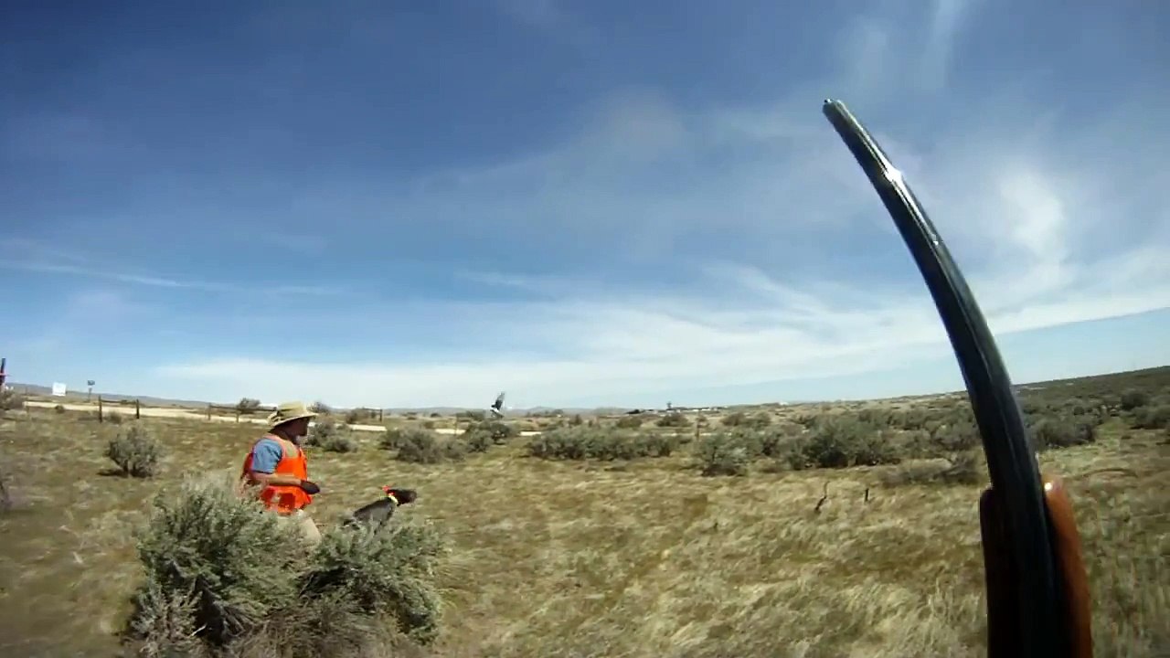 Gundog training with "German Wirehaired Pointer"