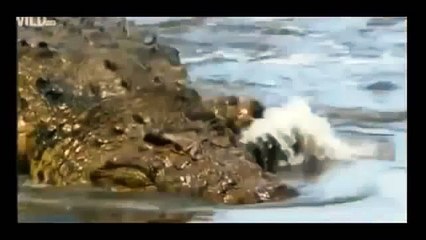 TİMSAH ASLANI BÖYLE ÖLDÜRÜYOR