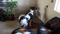 Dogs Chasing Laser Pointers, funny fails, funny cat and dog