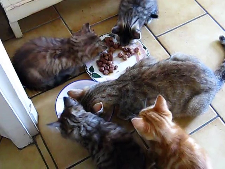 7e semaine : 5 chats à table.