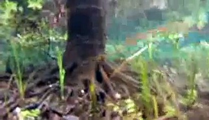 Bikini Free Diving Ginnie Springs - Devils Eye system