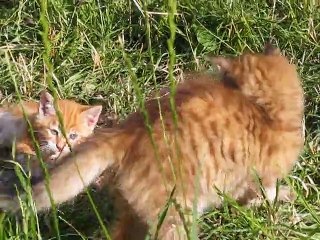 8e semaine : les chatons jouent dans le jardin.