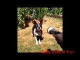 Funny Pet Vine Compilation (Funny Animal Vines) Daily Dose of Fun