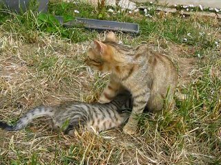 9e semaine : un des chatons dans le jardin