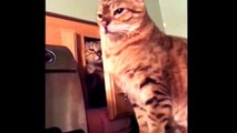 Funny cats   Animals Playing Dead   Funny Animal   Funny cat Videos Compilation 2015