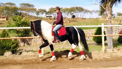 REY ARTURO Caballo Barockpinto Trabajado En Pista - Club Ecuestre - SM