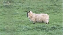 見つめる羊（イギリス・ノーフォーク州）