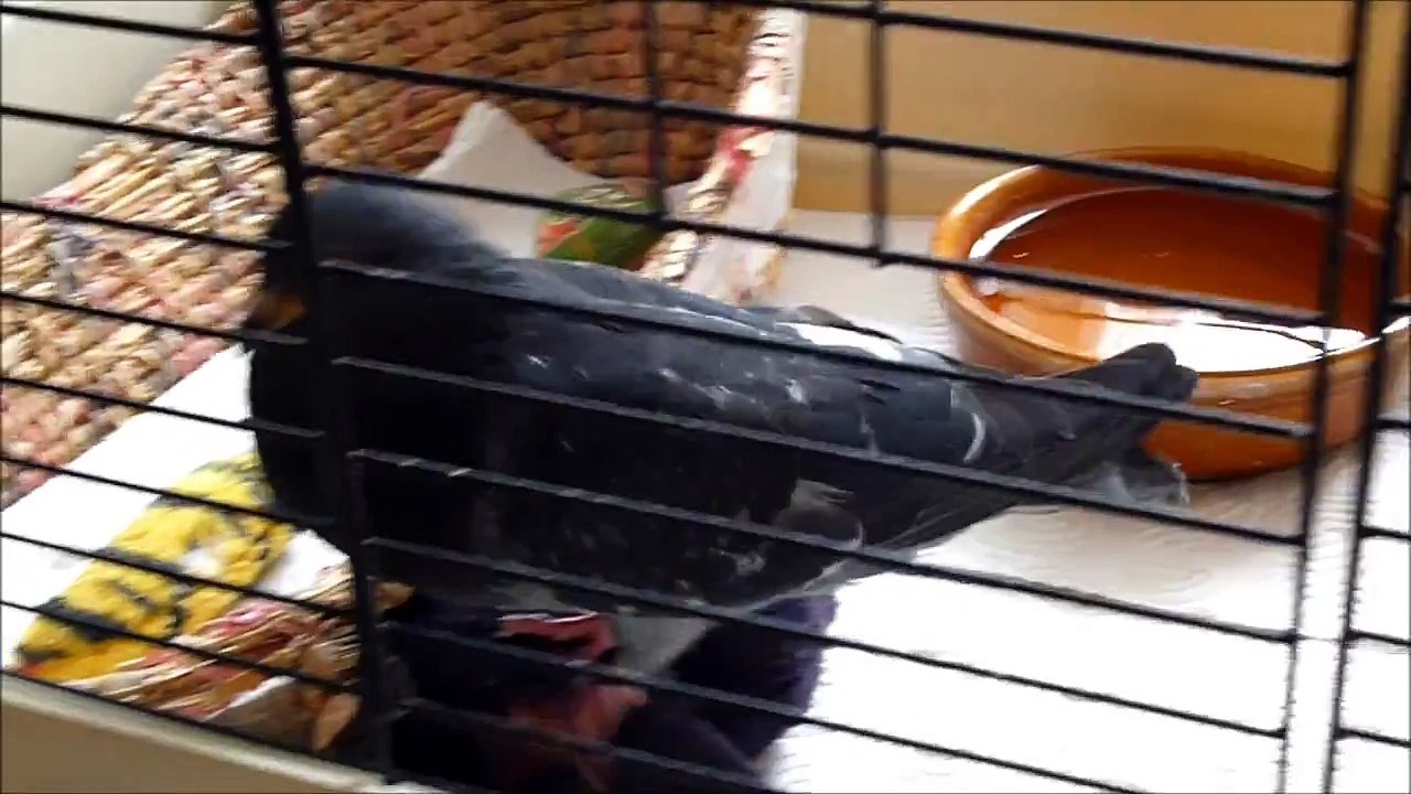 mes pigeons surdoués