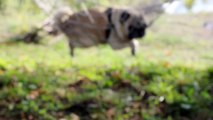 Freddy The Pug - Fun at Countryside