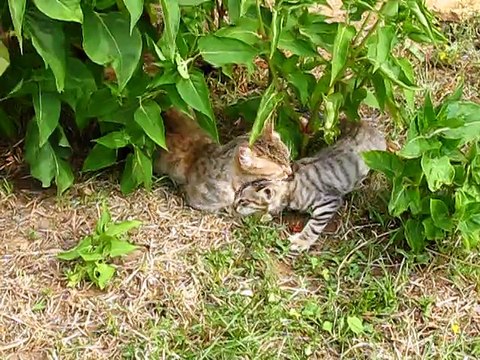 chats qui jouent dans le jardin