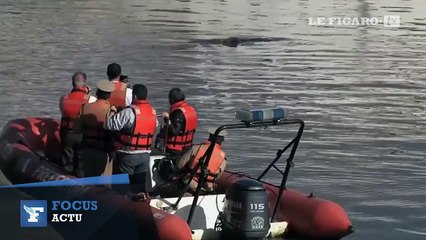 Une baleine se perd dans la marina de Buenos Aires