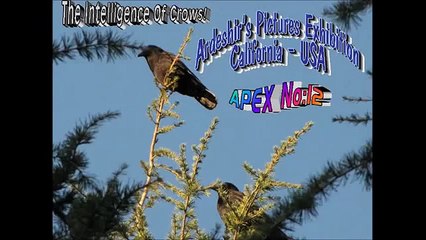 APEX No:12   The Intelligence of Crows!