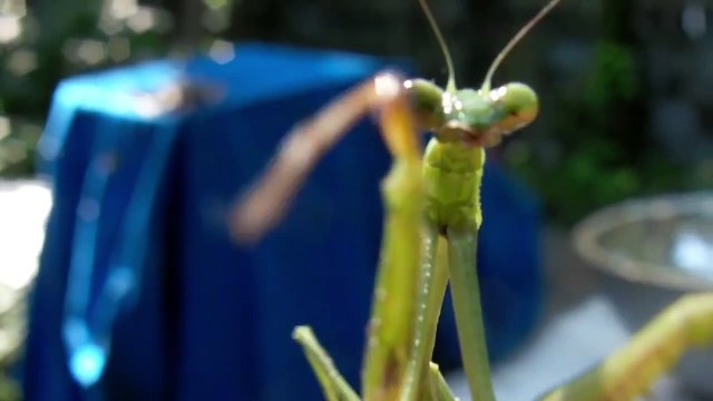 Praying Mantis HD Alien Bug Mantis Mantodea μάντις raptorial legs