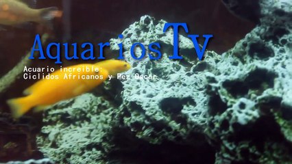 Acuario Increible con Ciclidos y pez Oscar