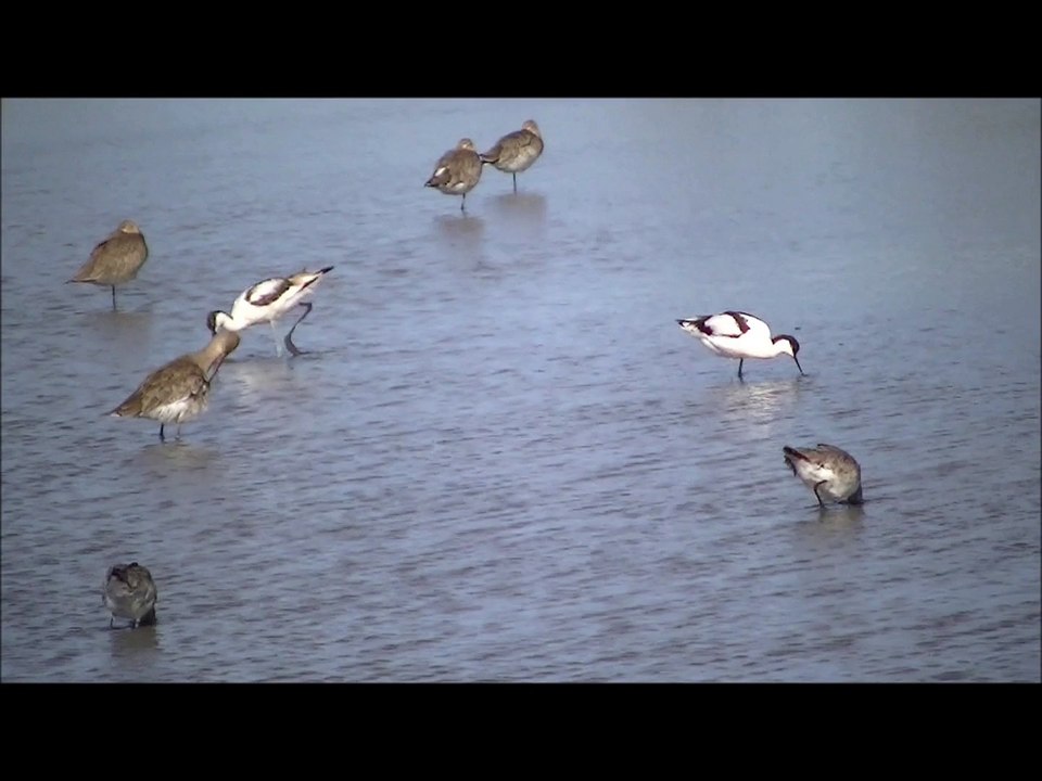 avocettes en drague et barges à queue noire