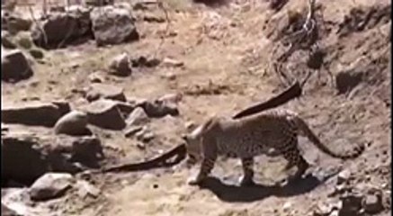 Leopard vs King Cobra ,singal for fun