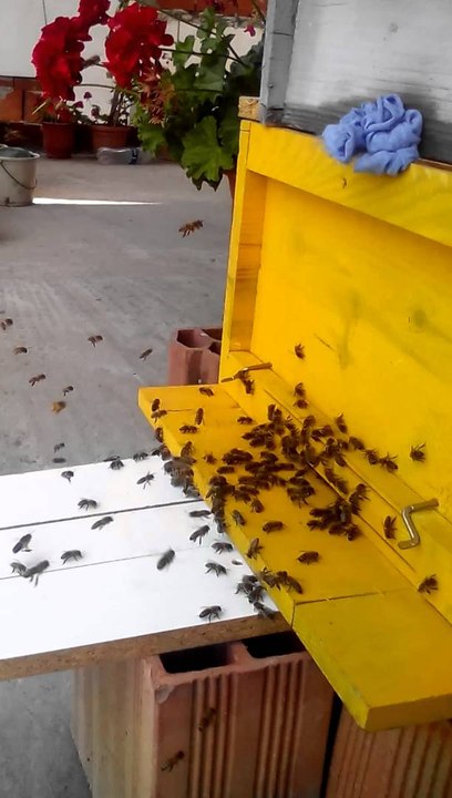 The bee when go out to find a new home